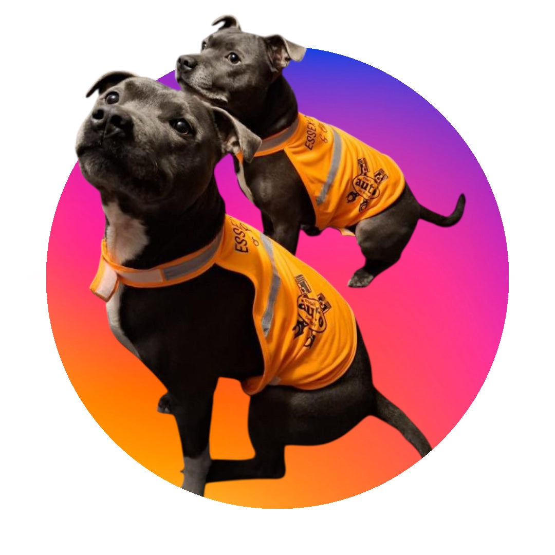 Essex Classic & Customs Official Dog HiVis